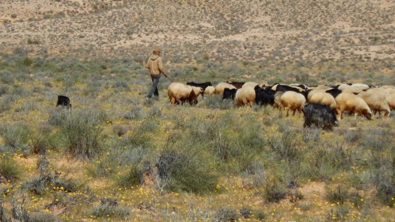 Rangeland can be exploited in a rest-rotational system