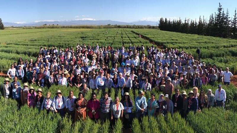 Over 350 experts gather for the Borlaug Global Rust Initiative workshop. Photo: Courtesy of Michael Baum.