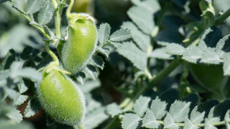 Chickpea in Terbol Station, Lebanon. Photo: Michael Major/Crop Trust 