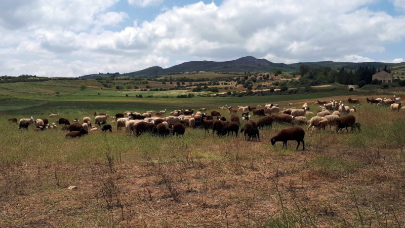 Reliance on crop residues to feed livestock has hindered the adoption of conservation agriculture.