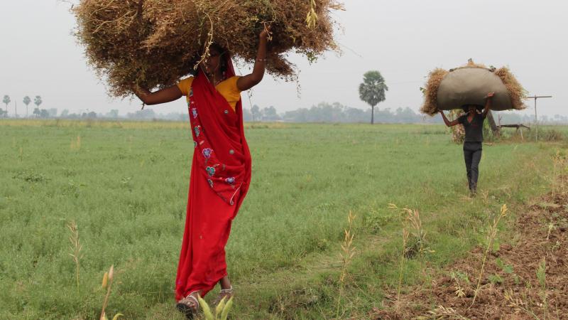 The partners identified 18 new parental lines with high content of iron and zinc that can be used in cross-breeding programs (Photo: ICARDA)