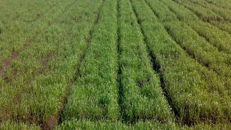 Raised bed planting involves planting crops on ridges and applying irrigation water to the bottom of furrows.