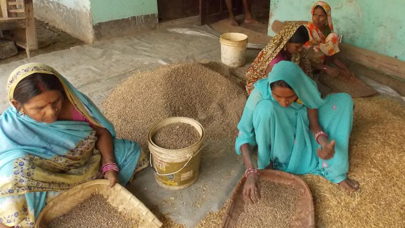 Pulses, a staple food source for poor families in India, have become very expensive