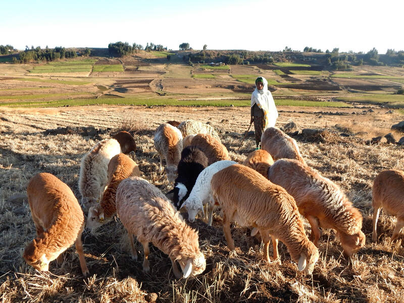 Integrated crop-livestock production systems cushion each sector from external pressure and optimize economic, social and environmental conditions. Integrated crop-livestock production systems cushion each sector from external pressure and optimize economic, social and environmental conditions.