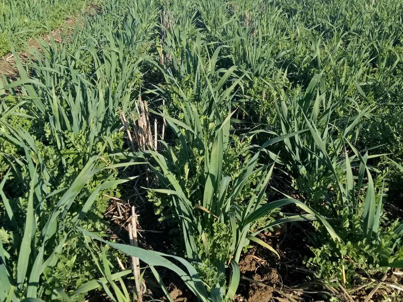Conservation Agriculture Conservation Agriculture