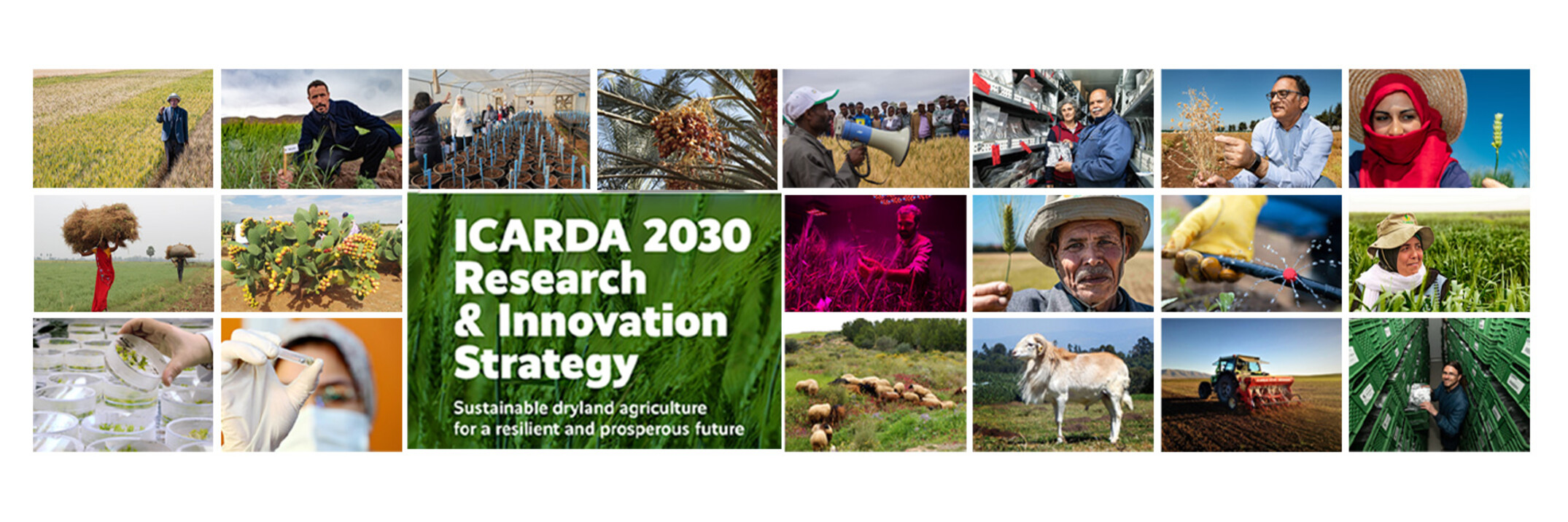 ICARDA 2030 Strategy