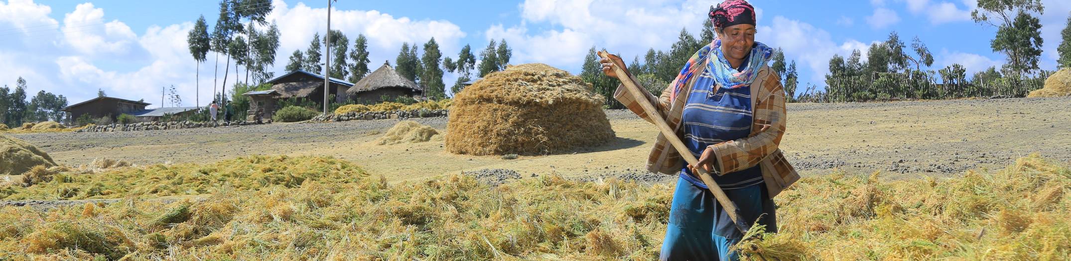 exposing alamaya crop to the sun