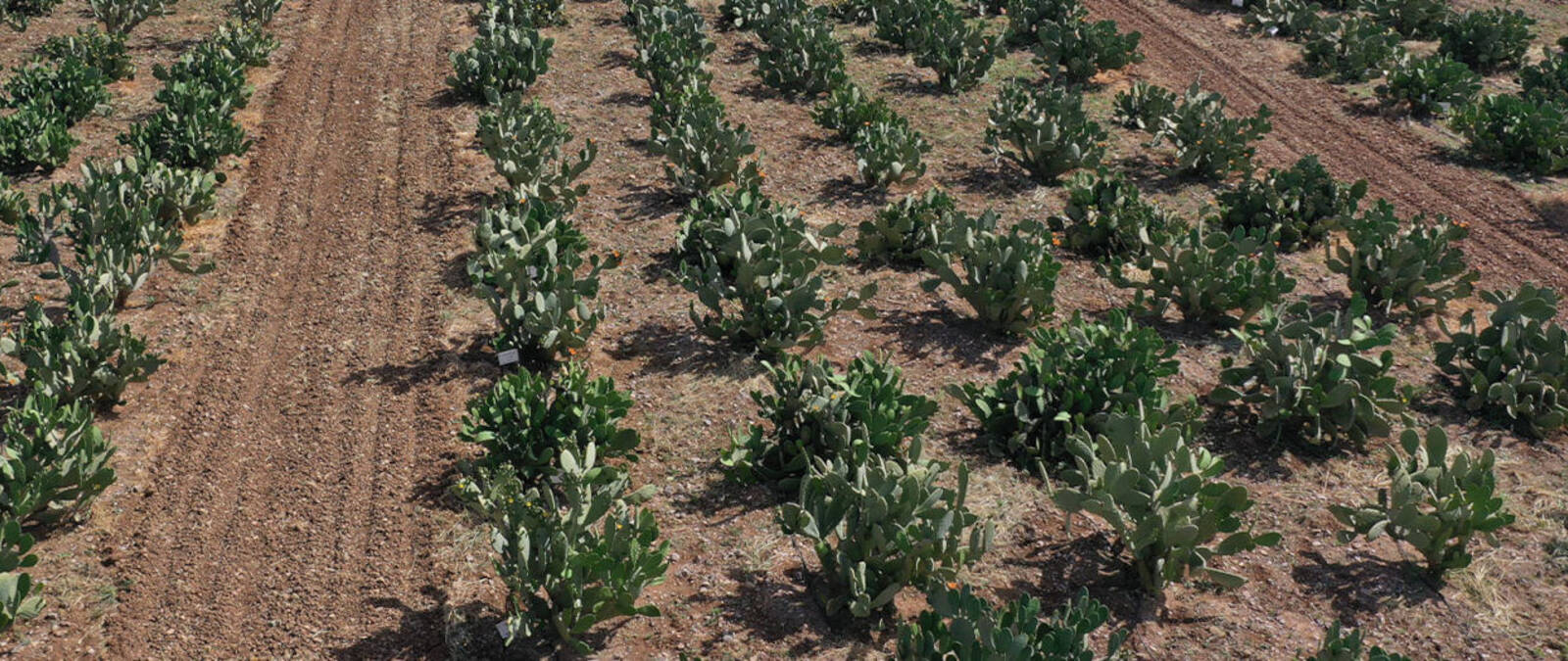 Potential Cactus Pear