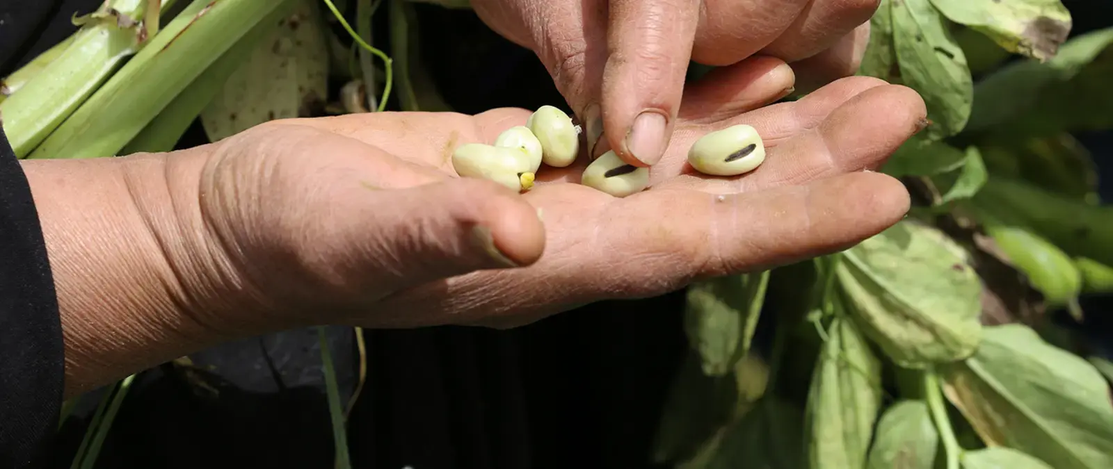World Pulses Day 