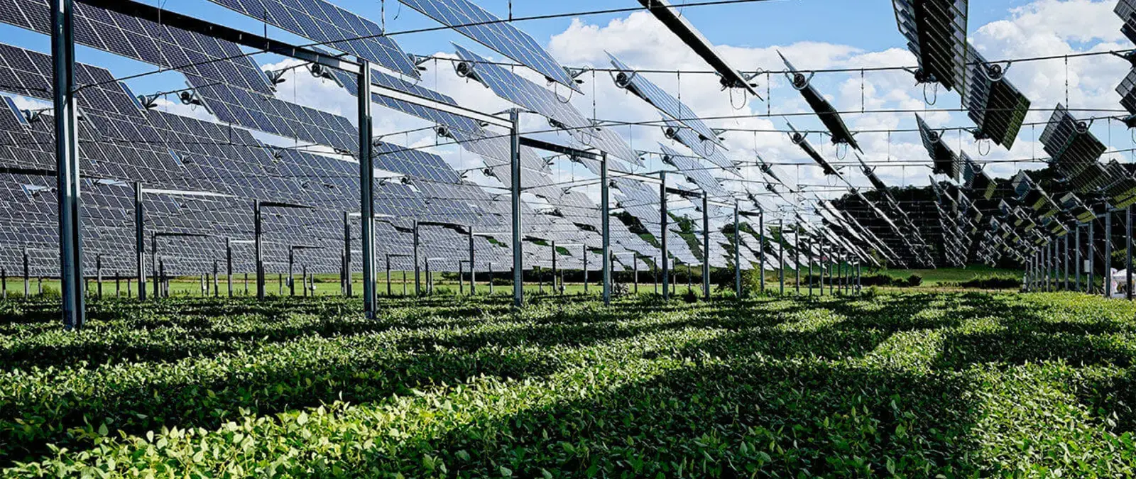 Agrivoltaics