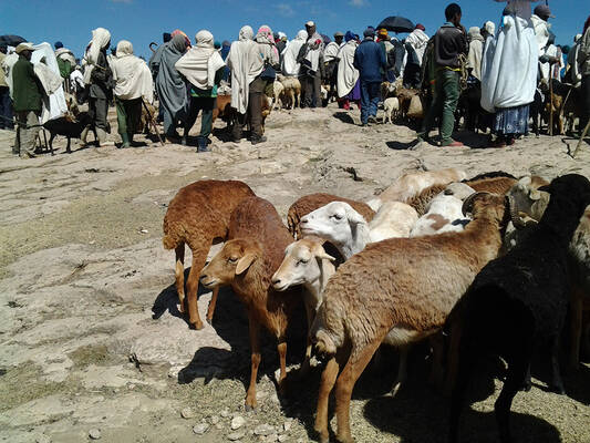 Livestock-markets-have-no-facilities Mehal-meda