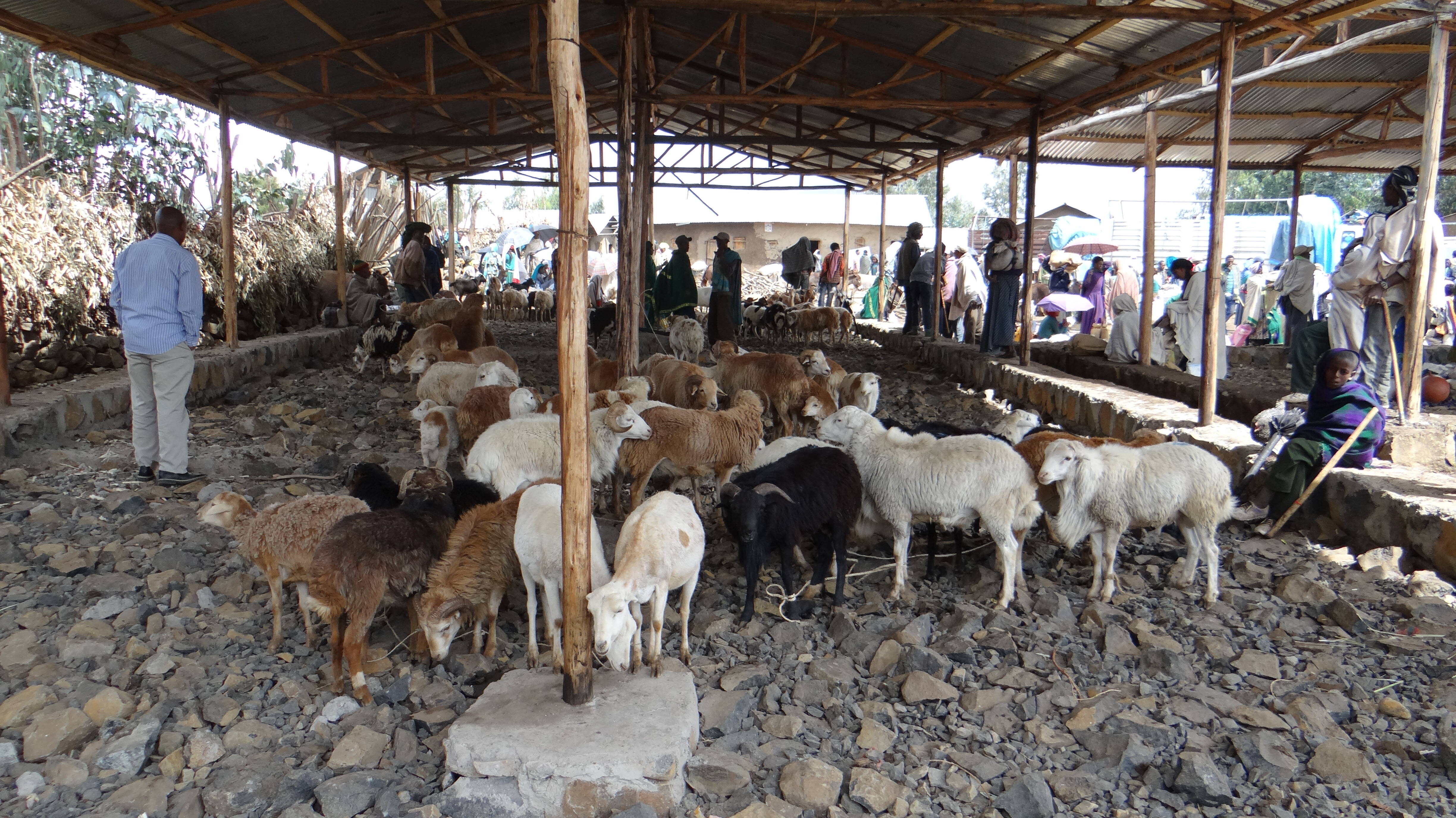 After a long journey, the animals can rest in the market sheds After a long journey, the animals can rest in the market sheds