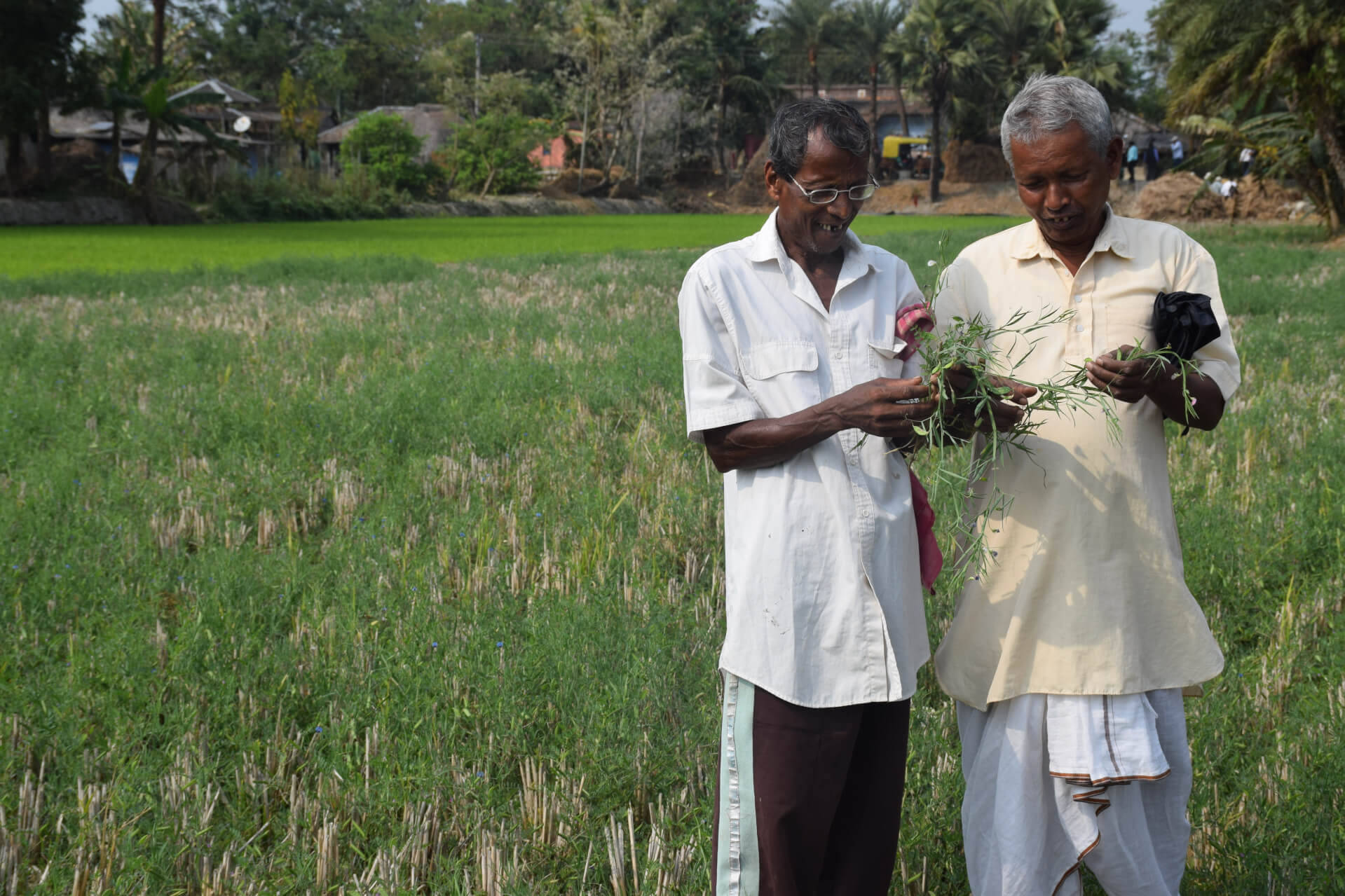 early-maturing legume varieties