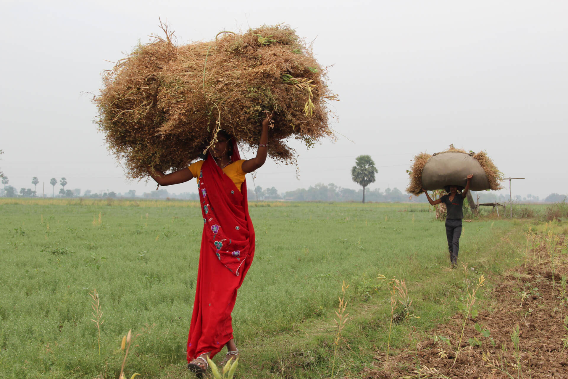 Women Carrying Lentils Harvest In South Asia Women Carrying Lentils Harvest In South Asia
