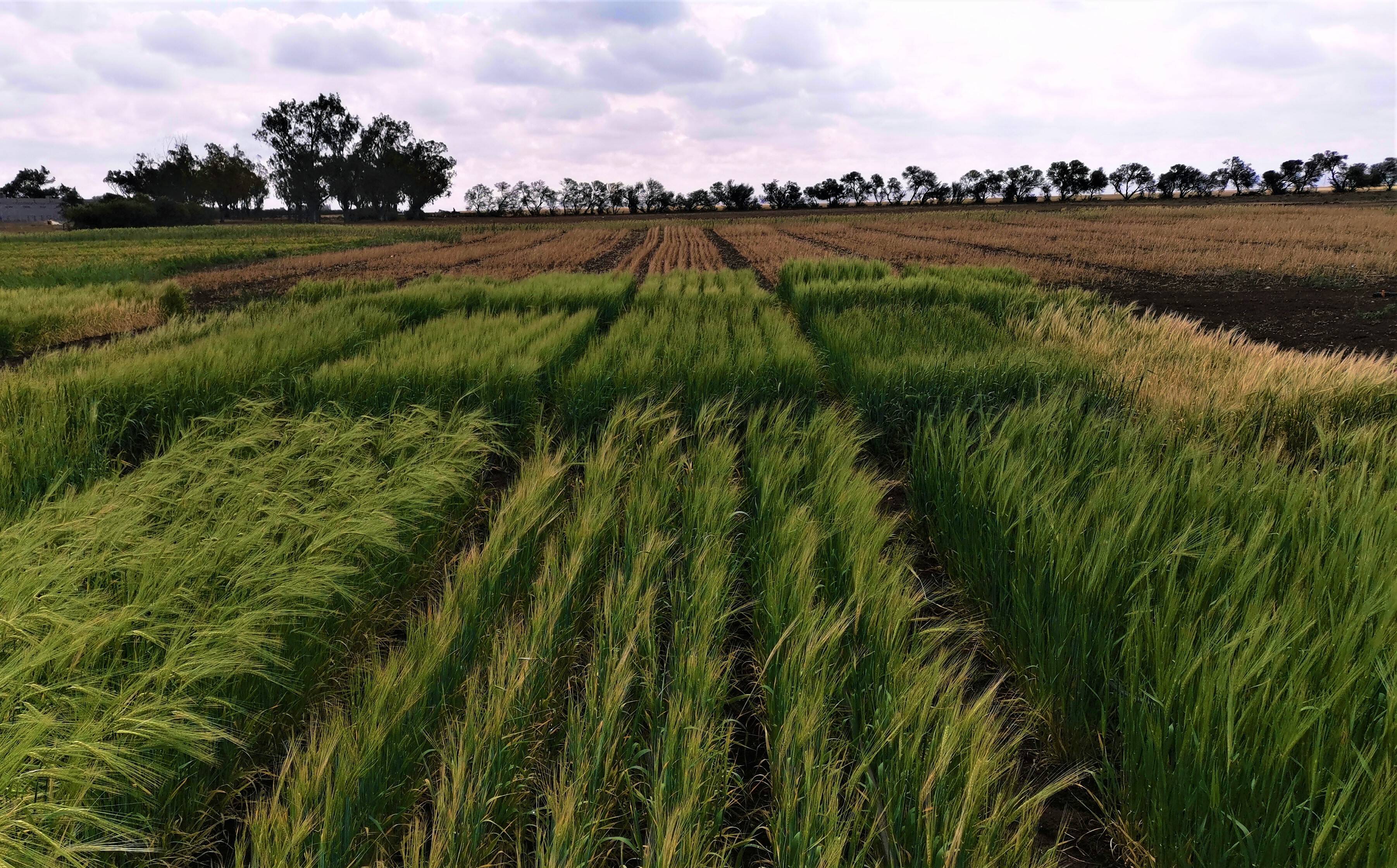 barley field barley field