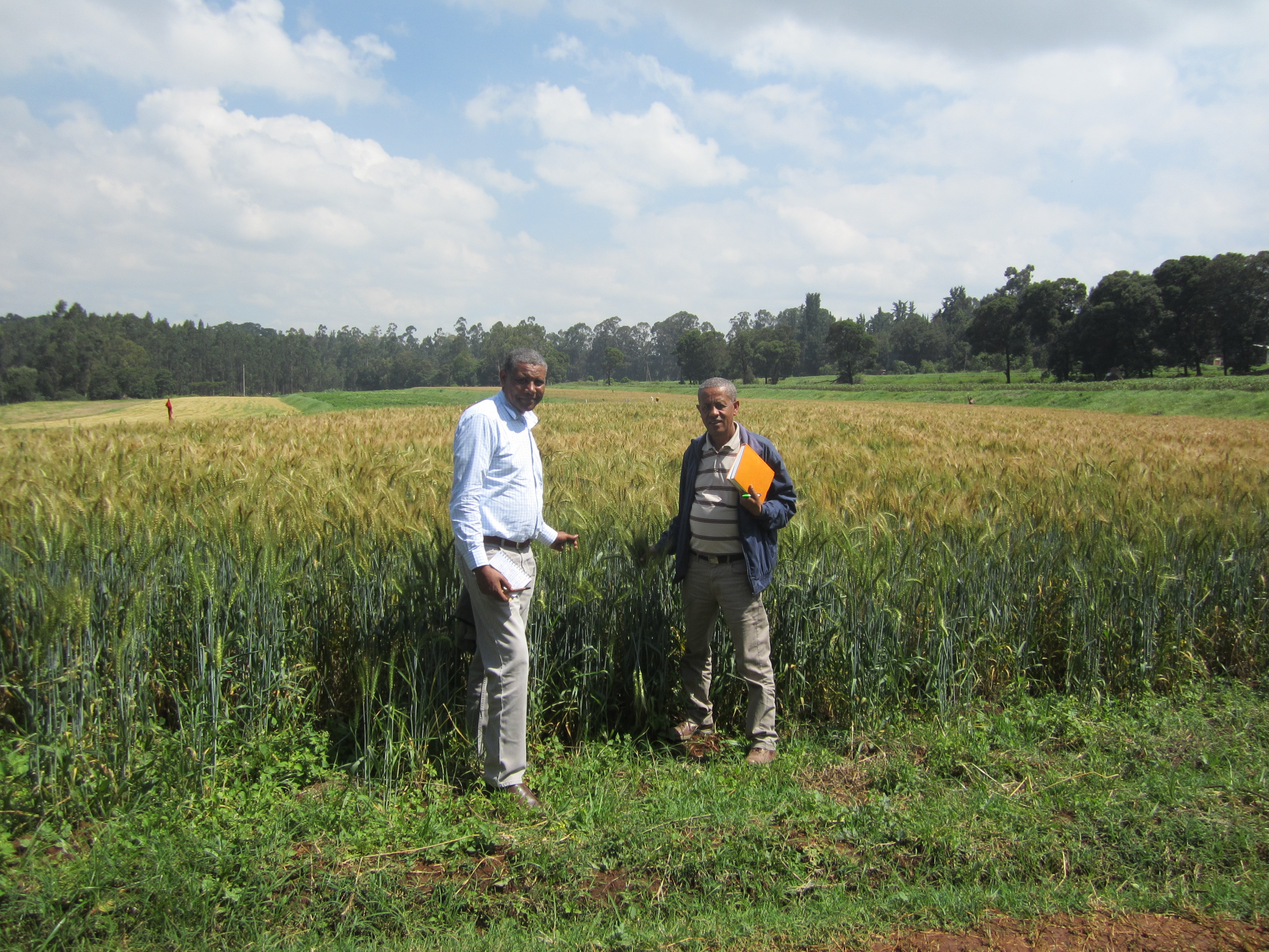 Dr. Zewdie Bishaw and a barley breeder in Ethiopia Dr. Zewdie Bishaw and a barley breeder in Ethiopia