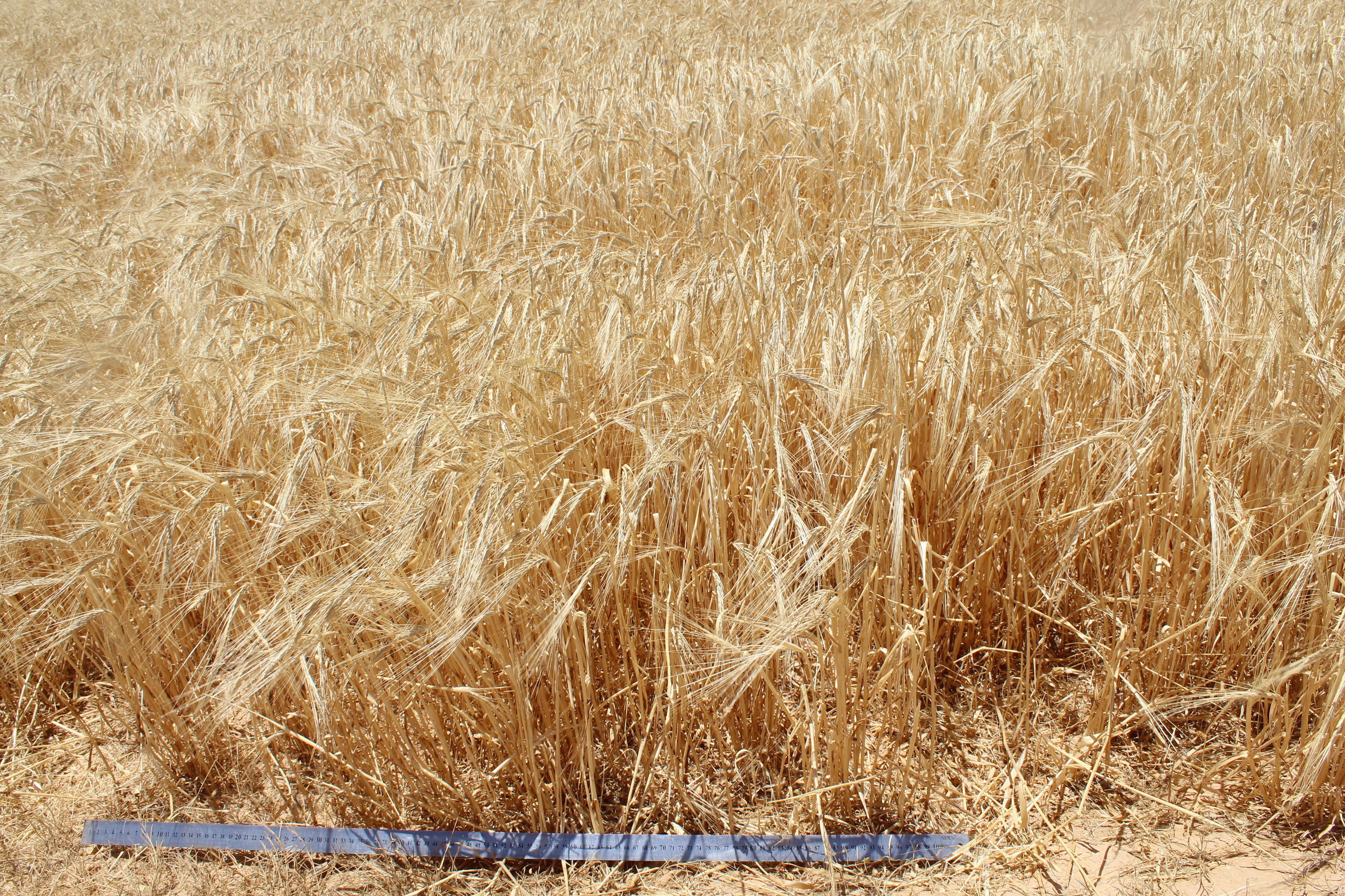Marab barley Marab barley