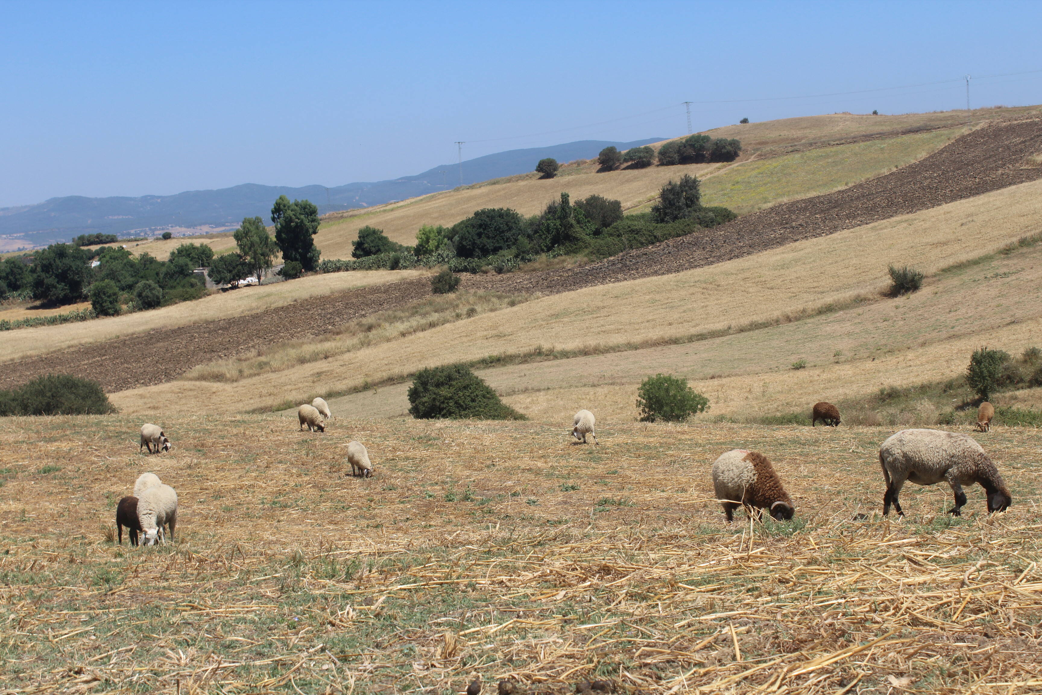 Grazing sheep in Tunisia