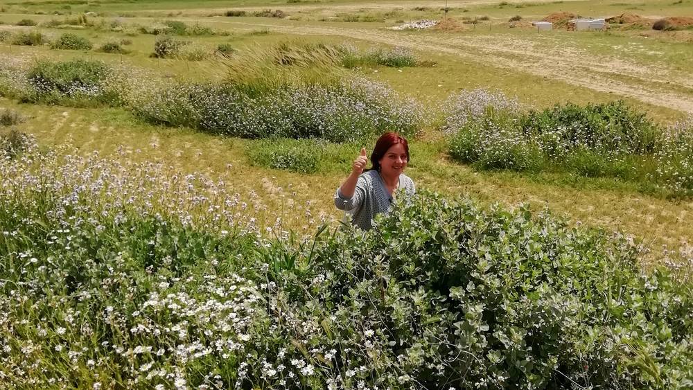 Rangelands of Jordan