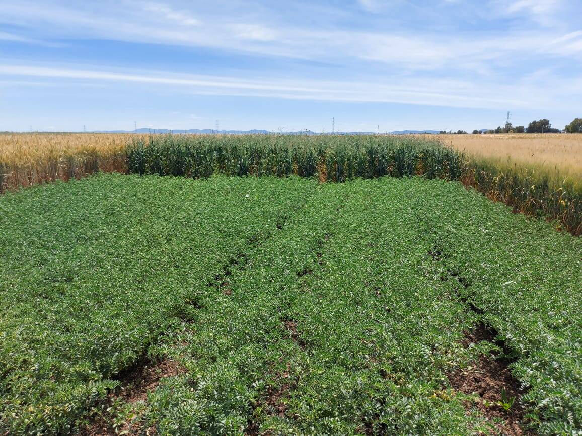 Diversified cropping system experiment under conservation agriculture in Marchouch station, Morocco, with chickpea, wheat, forage mixture, vetch and oat. Diversified cropping system experiment under conservation agriculture in Marchouch station, Morocco, with chickpea, wheat, forage mixture, vetch and oat.