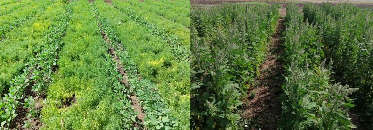Diversified cropping system, intercropping quinoa with lentils in Morocco. Diversified cropping system, intercropping quinoa with lentils in Morocco.