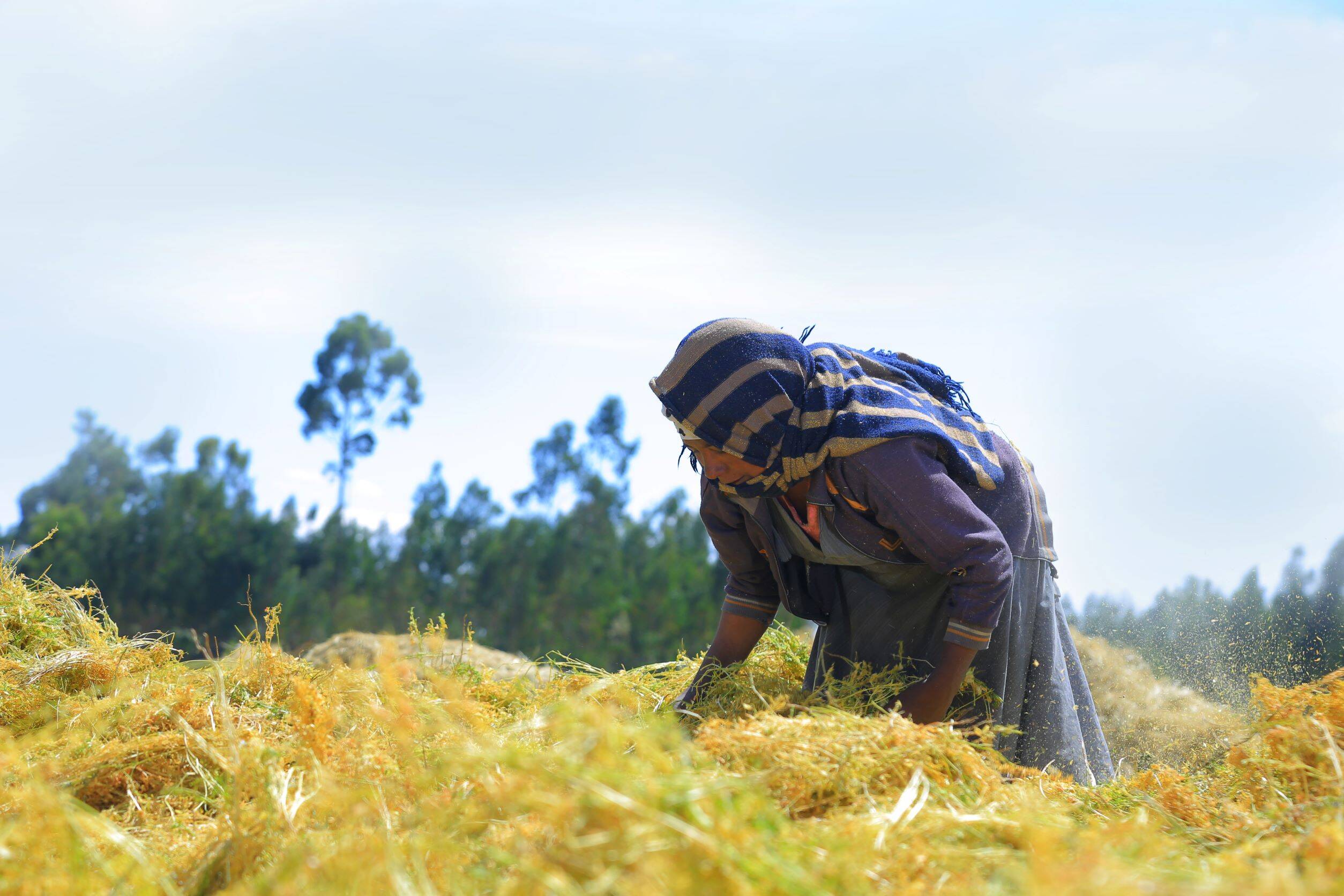Female farmer after the lentil harvest, Central Ethiopia Female farmer after the lentil harvest, Central Ethiopia