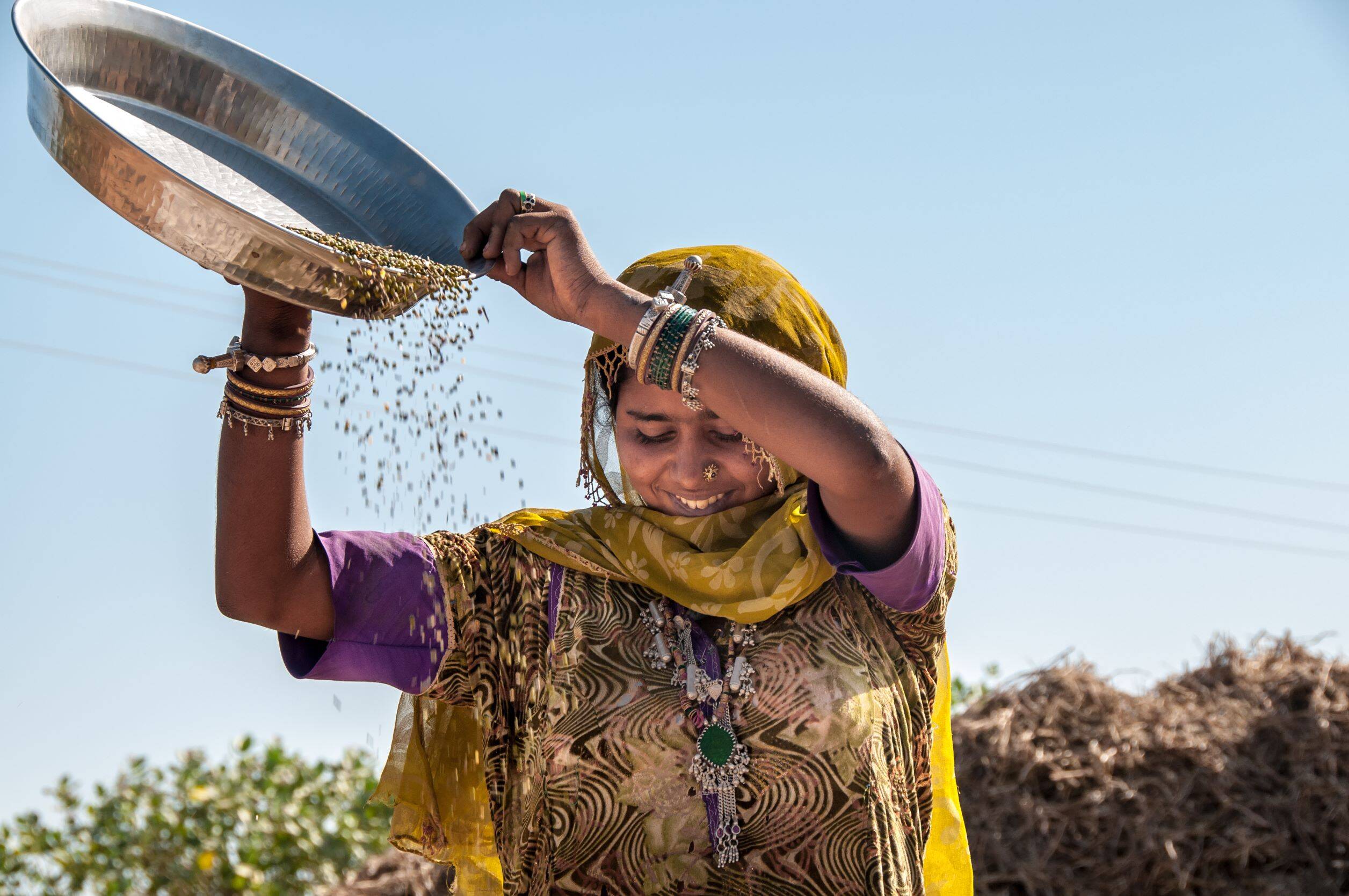 lentil farmer india lentil farmer india