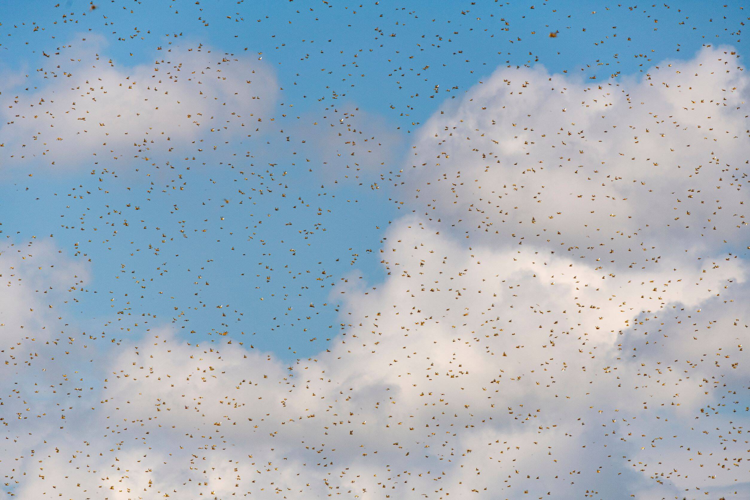 A swarm of desert locusts A swarm of desert locusts