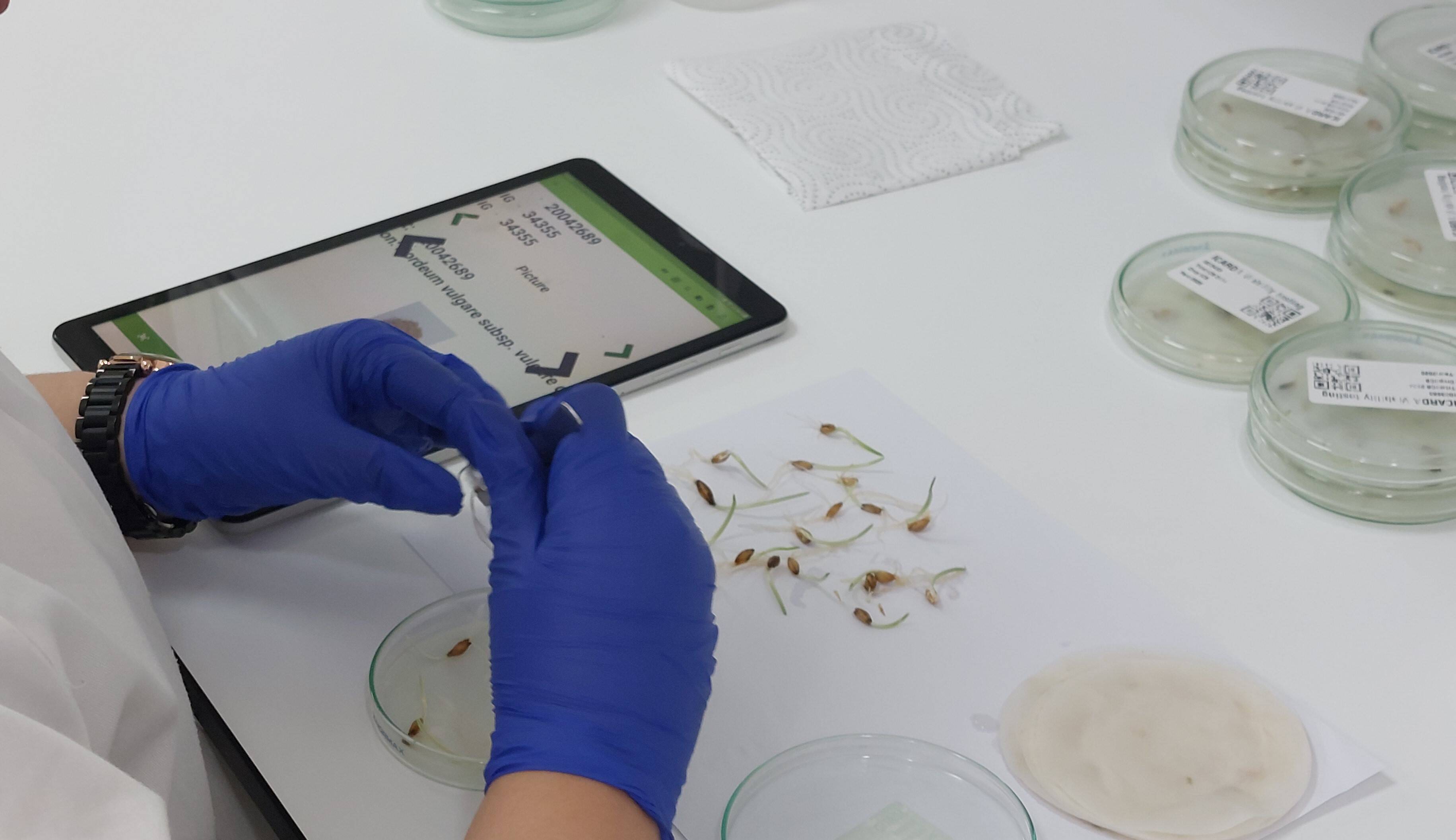 Checking crop germination in the viability lab of ICARDA in Morocco