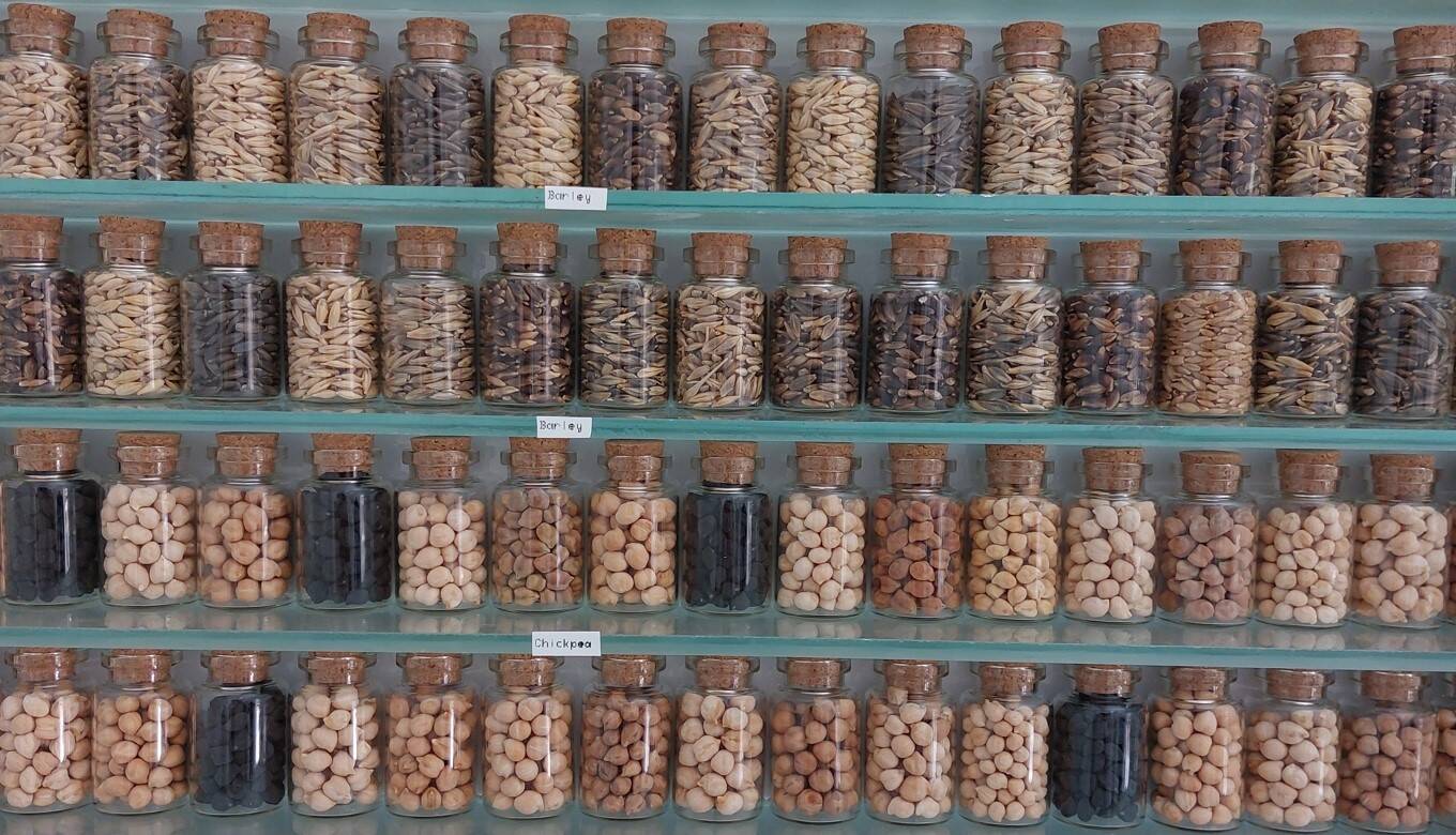 A wall cabinet filled with seed samples by the entrance of the genebank in Morocco A wall cabinet filled with seed samples by the entrance of the genebank in Morocco