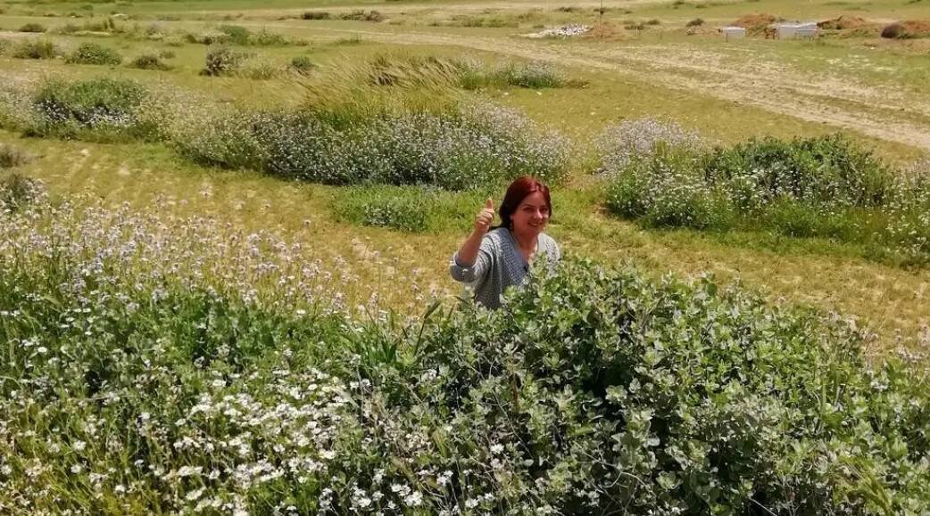 Scientist Mira Haddad poses amid native shrubs of reintroduced Artiplex halimus and other wild grasses on the rehabilitated rangeland site (Middle Badia, Jordan). Scientist Mira Haddad poses amid native shrubs of reintroduced Artiplex halimus and other wild grasses on the rehabilitated rangeland site (Middle Badia, Jordan)