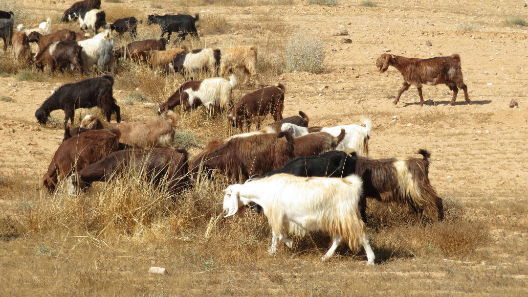 Restoring Rangelands intext pic 1