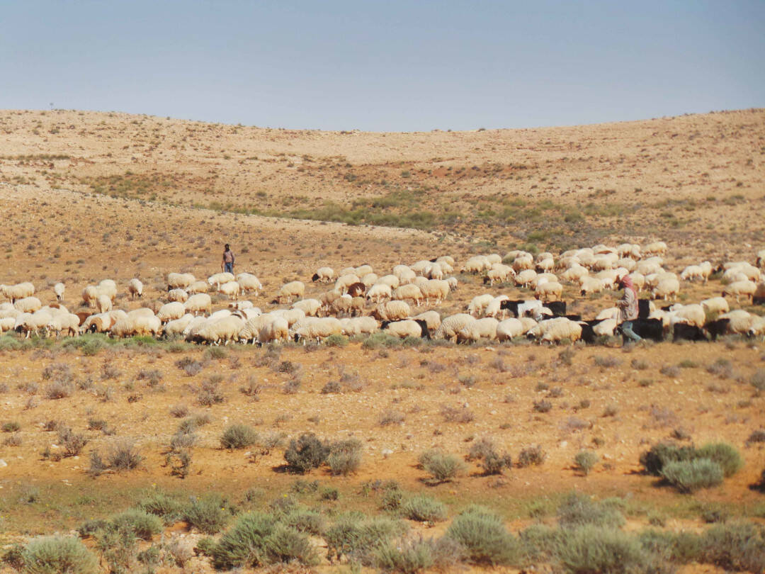Restoring Rangelands intext pic 2