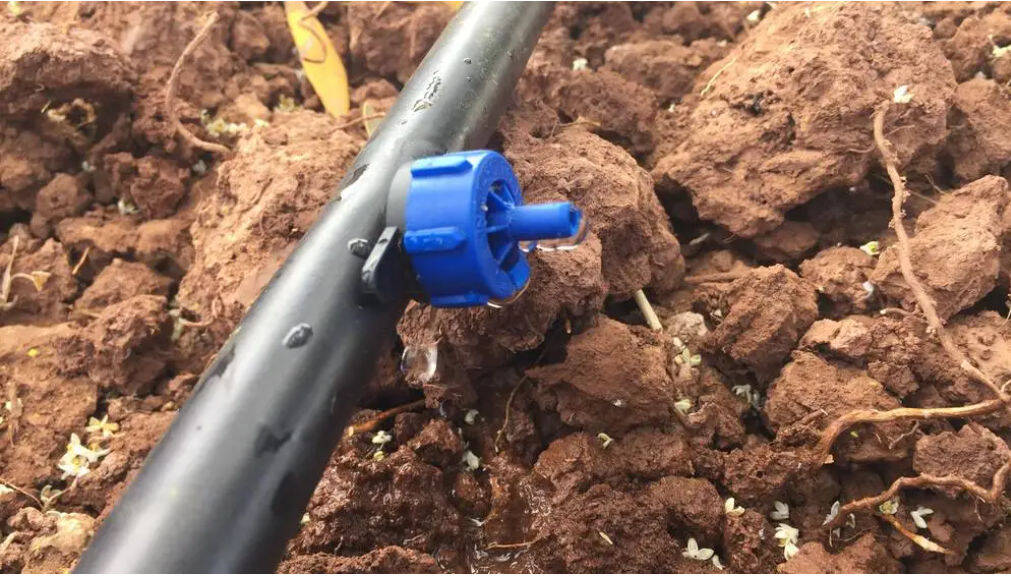 ICARDA’s ultra-low energy drippers Drip Irrigation Example