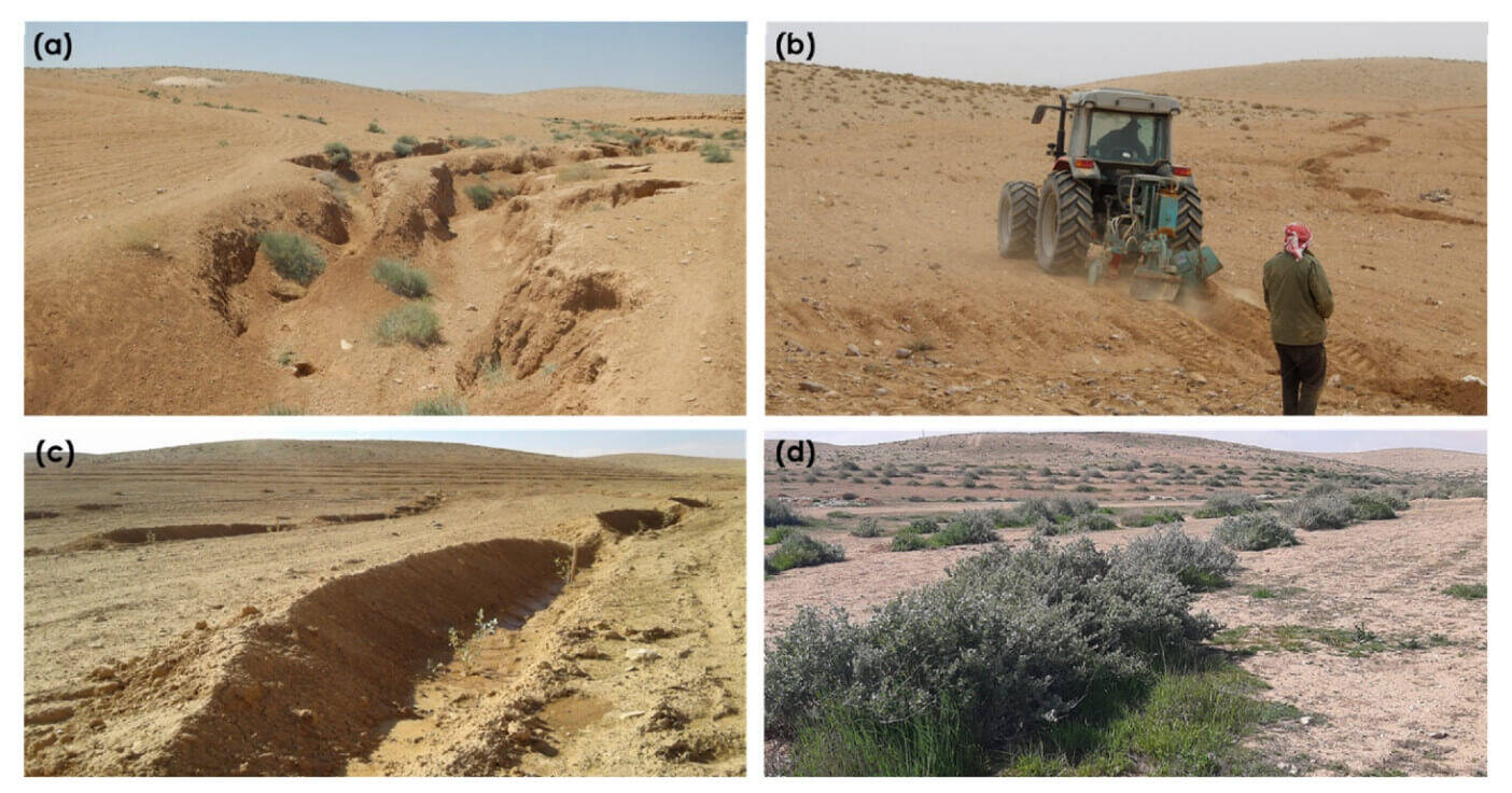 Micro-scale water harvesting with native shrubs