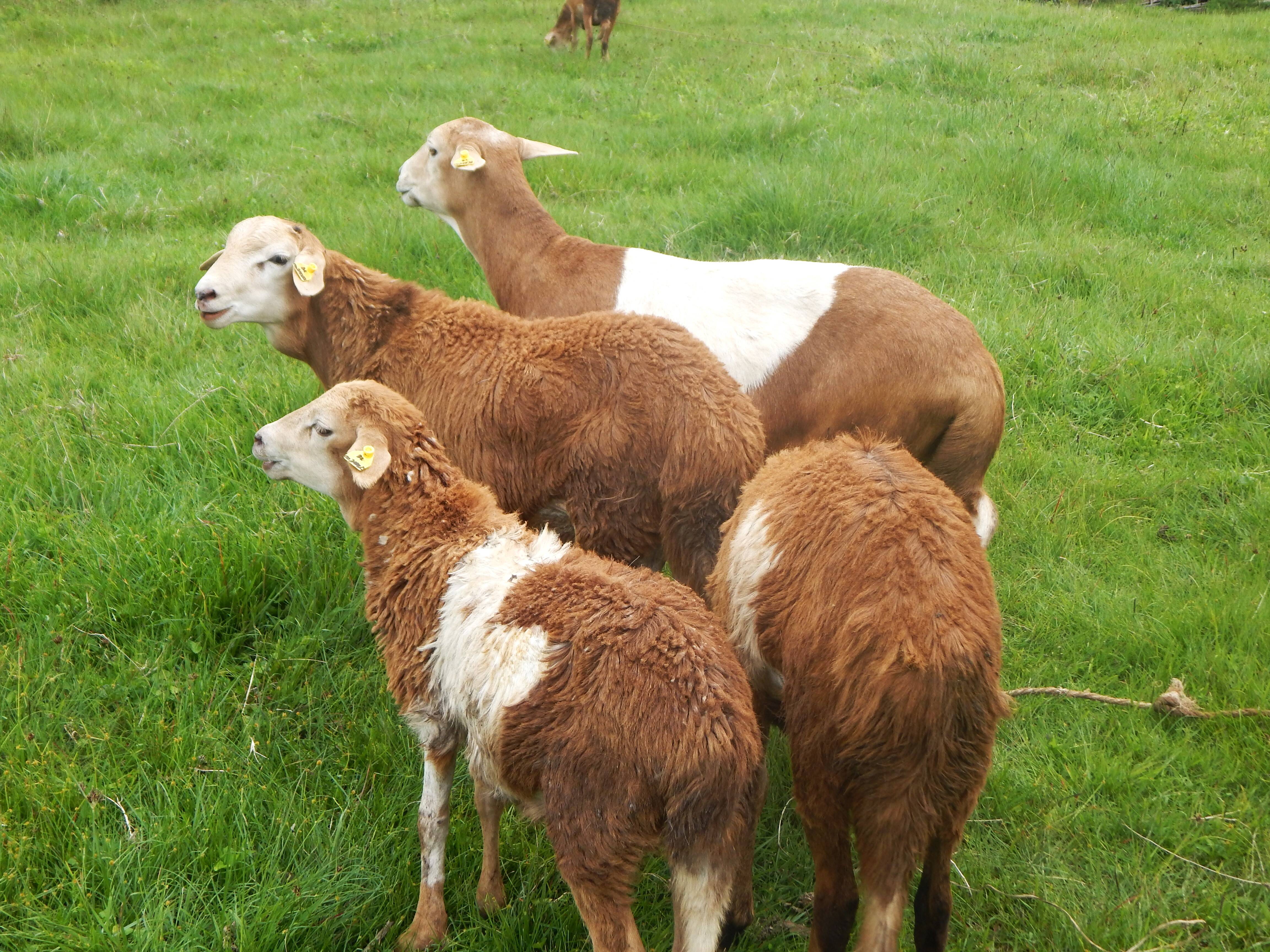 goats