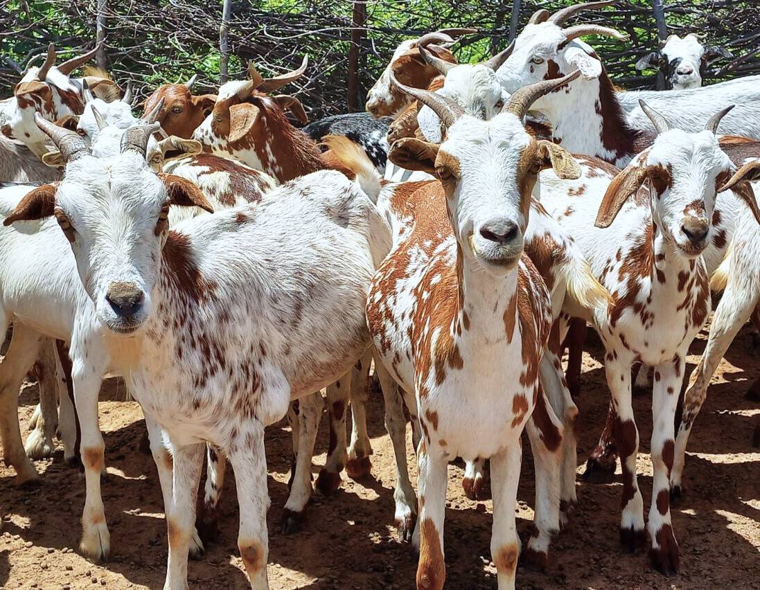 Ruminants