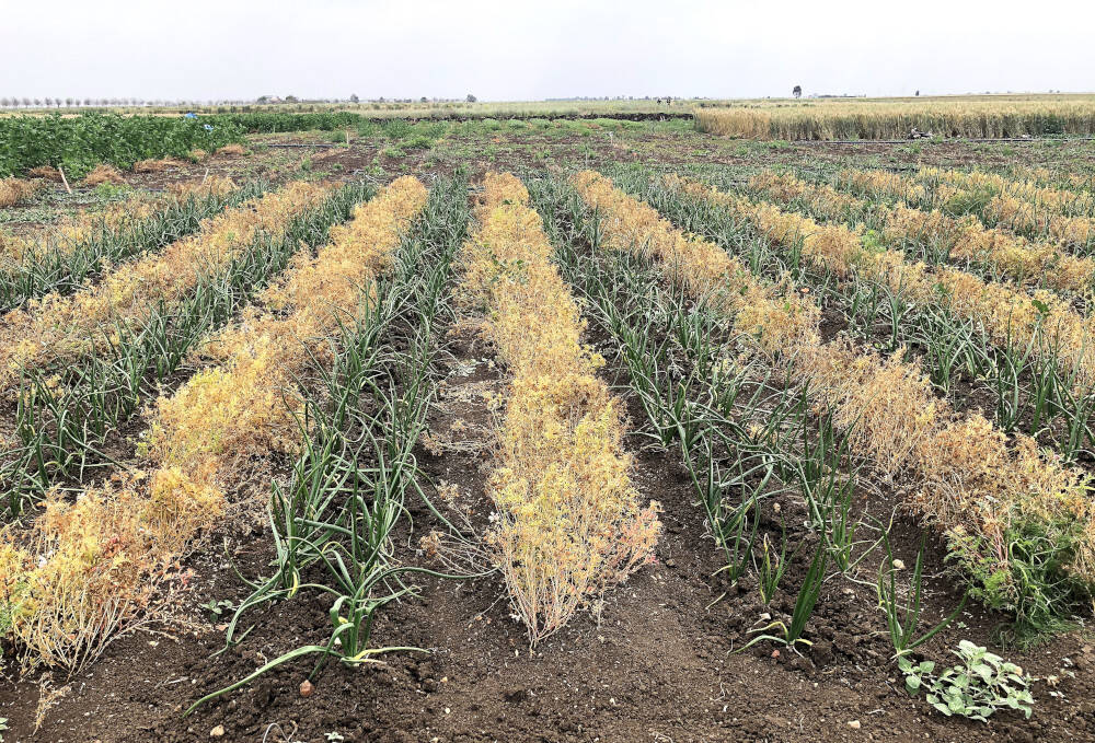Growing Carbon: Crop Diversification