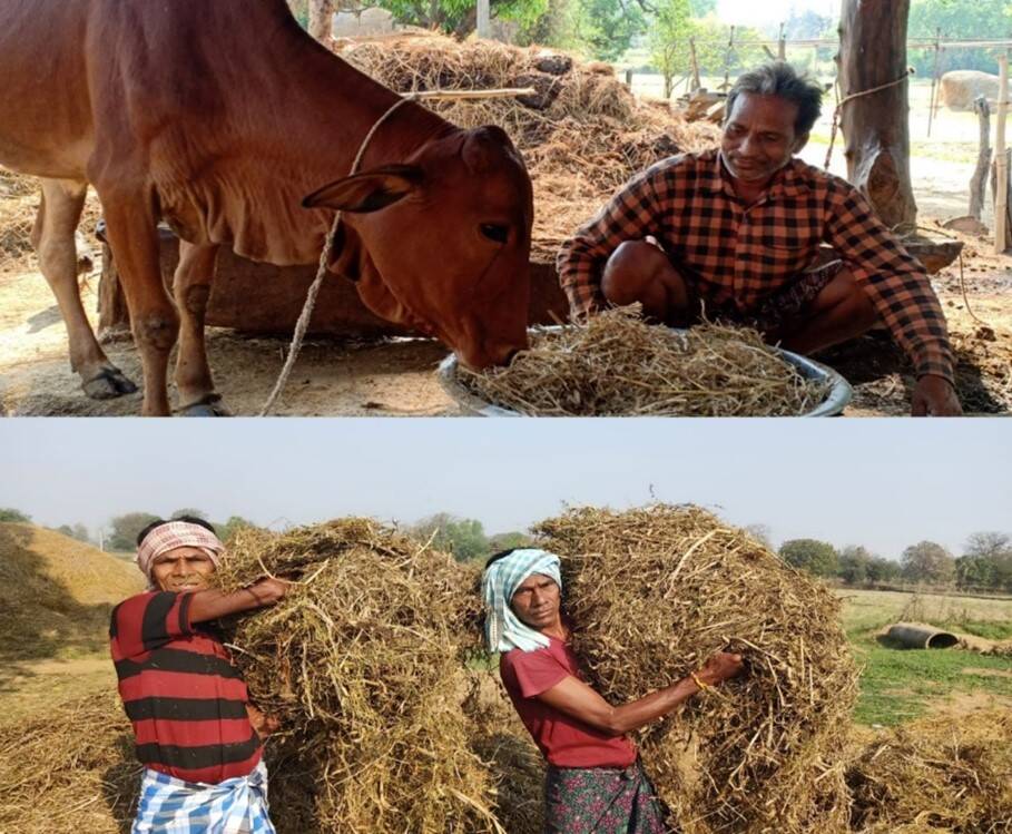 Grasspea farmers Grasspea farmers