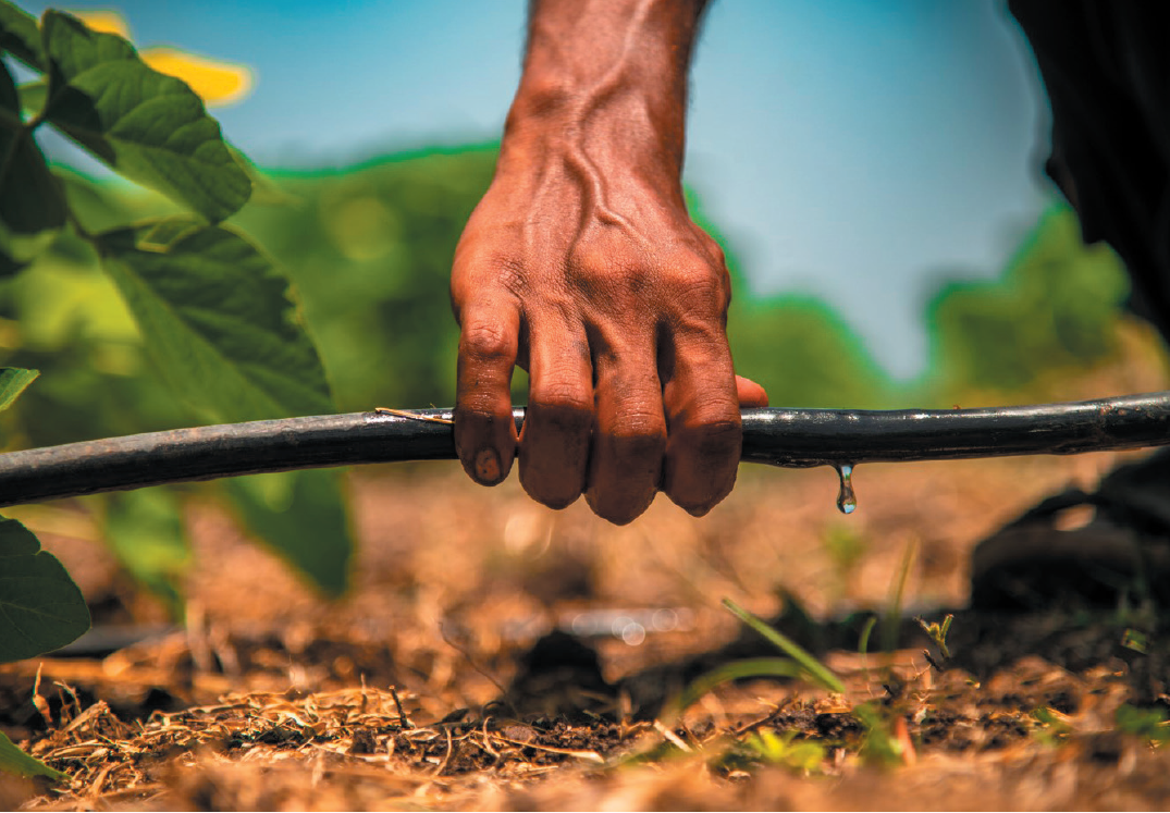 ULE Drip Irrigation