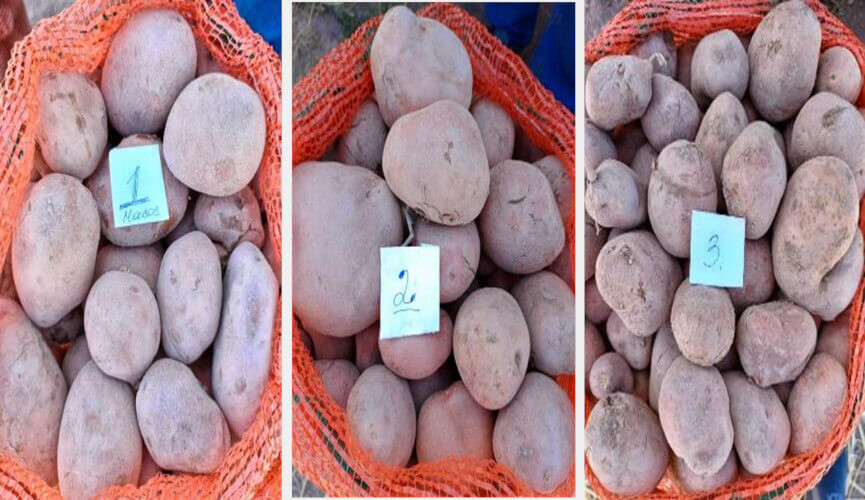 Figure 1: Potato production under the 3 irrigation scenarios