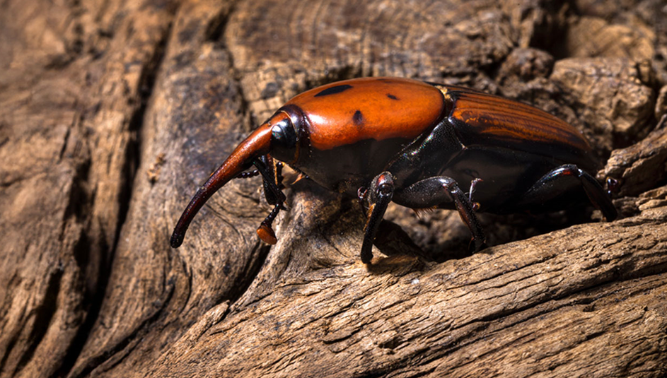 the_red_palm_weevil.png