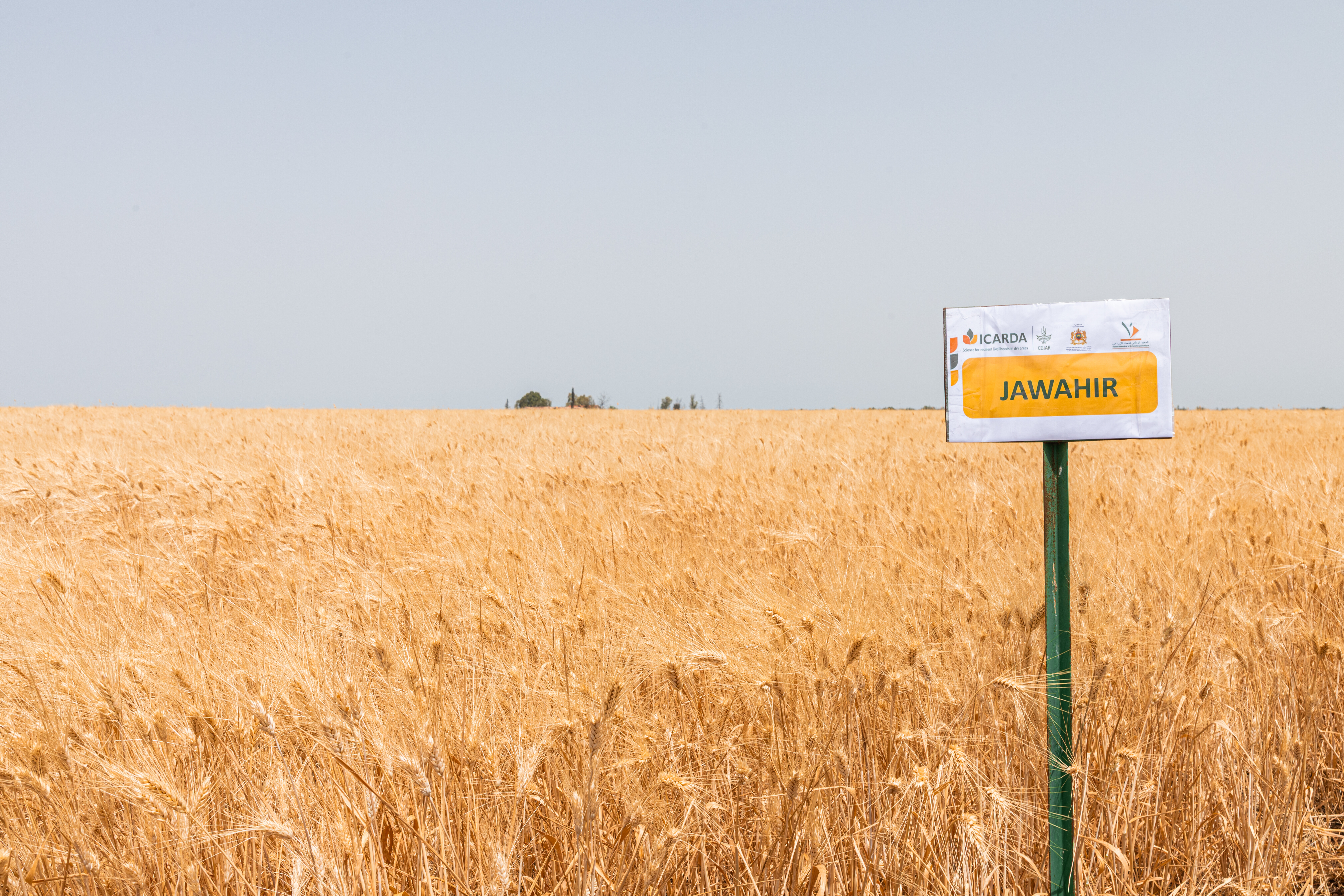 bold_durum_wheat_morocco_13_daoud_smakhou_crop_trust.jpg