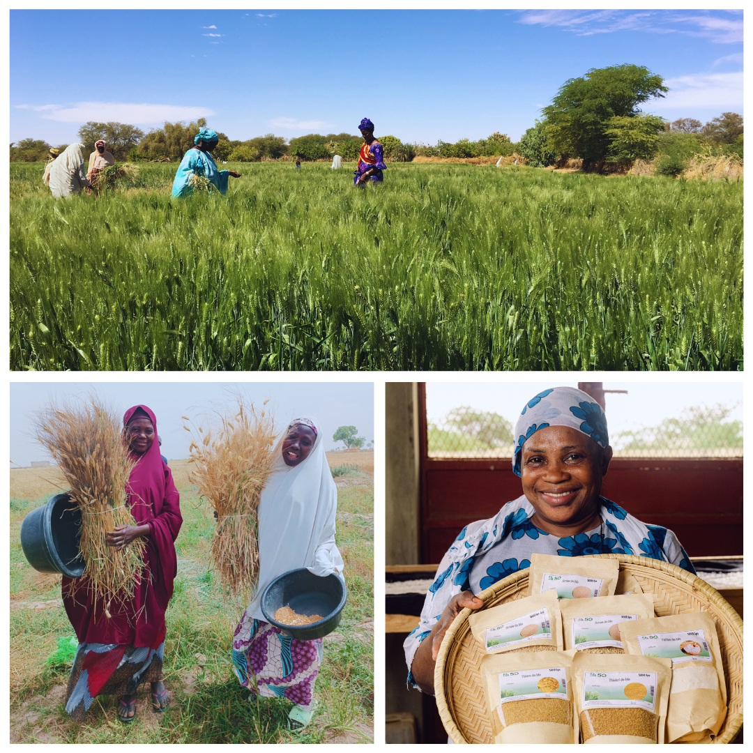 Women of Ndiayène Pendao harvesting their first crop of durum wheat in 2018, a Dakar cooperative making durum wheat foods from local grains, and women farmers in Nigeria showing their first harvest.