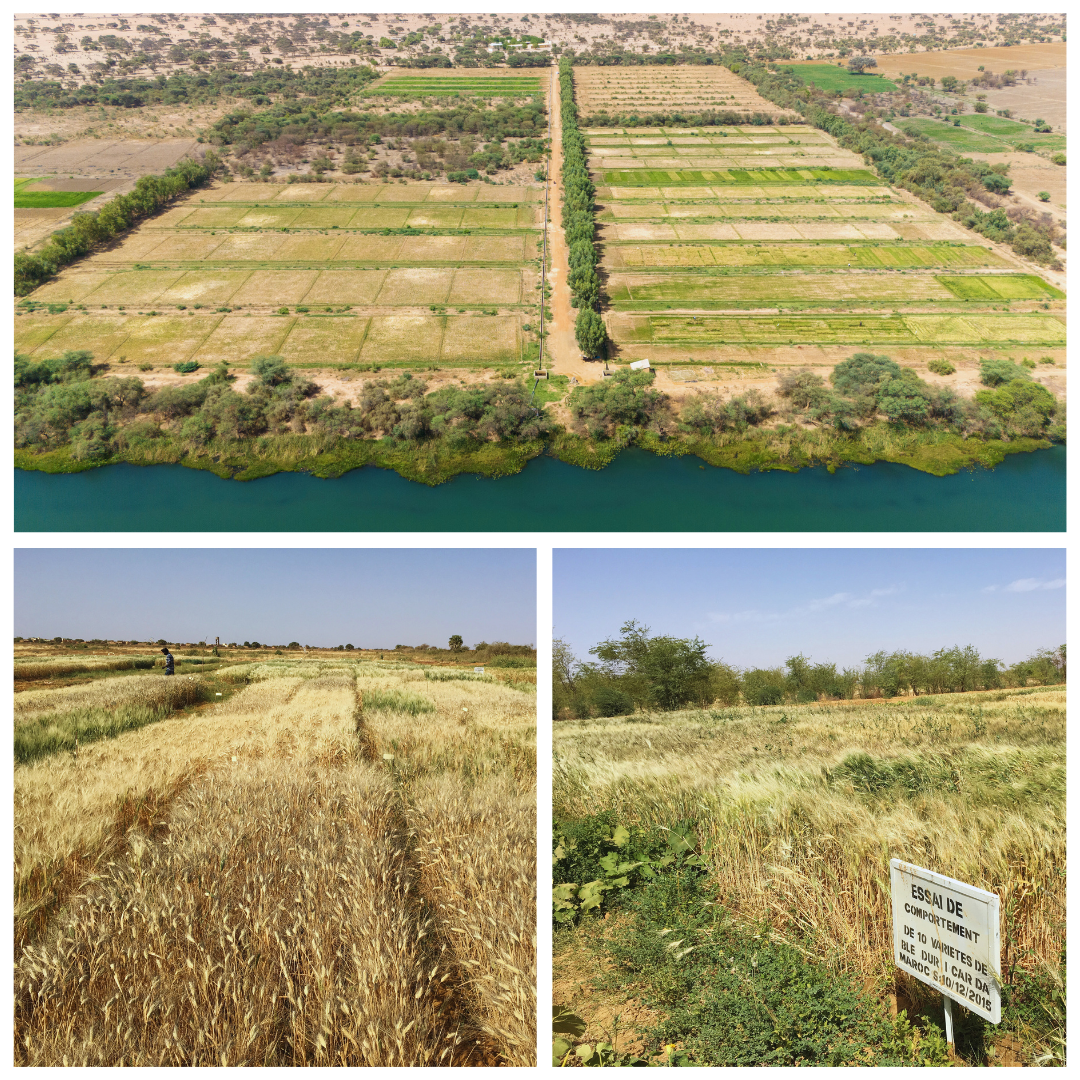 Experimental trials in Senegal, Mauritania and the Fanaye research station along the Senegal River