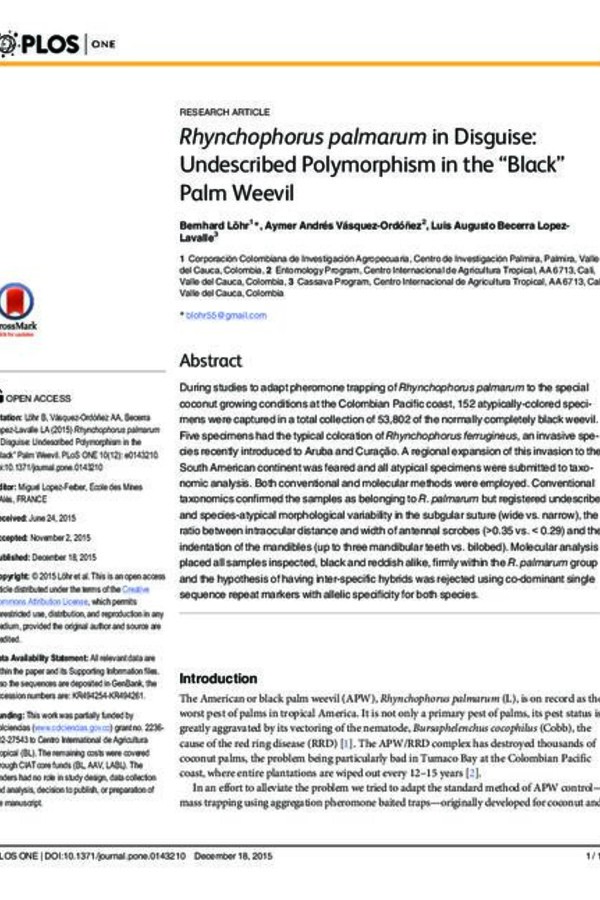 Rhynchophorus palmarum in Disguise: Undescribed Polymorphism in the “Black” Palm Weevil