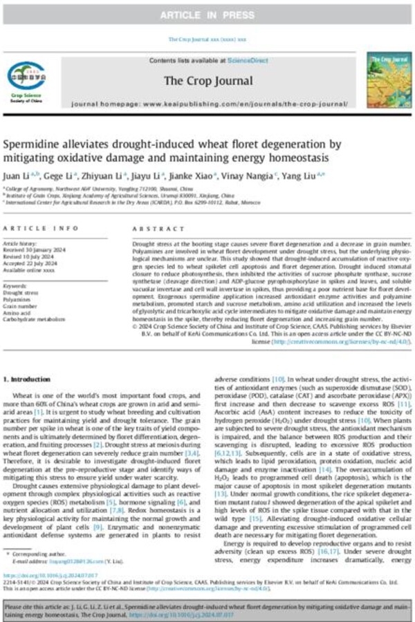 Spermidine alleviates drought-induced wheat floret degeneration by mitigating oxidative damage and maintaining energy homeostasis Spermidine alleviates drought-induced wheat floret degeneration by mitigating oxidative damage and maintaining energy homeostasis