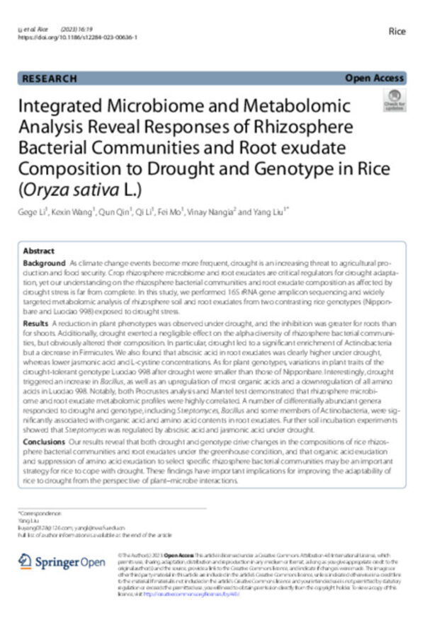 Integrated Microbiome and Metabolomic Analysis Reveal Responses of Rhizosphere Bacterial Communities and Root exudate Composition to Drought and Genotype in Rice (Oryza sativa L.)