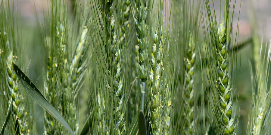Wheat Spike