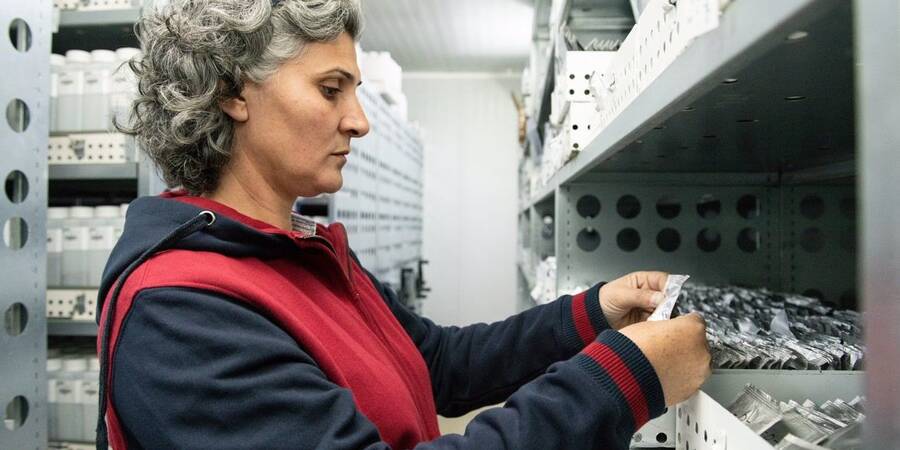 Mariana Yazbek working at the Genebank in Terbol, Lebanon Mariana Yazbek working at the Genebank in Terbol, Lebanon